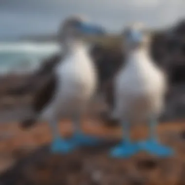 Spectacular Blue-Footed Boobies of Galapagos