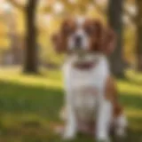 A St. James Cavalier Dog sitting gracefully in a park, showcasing its elegant stature.