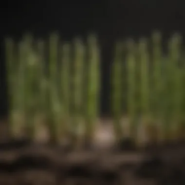 Optimal growing conditions for asparagus