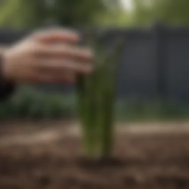 Healthy asparagus plants in a garden