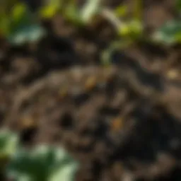 Healthy soil rich in nutrients for squash growth