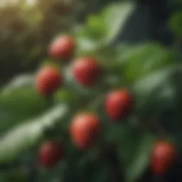 Strawberry plant leaves close up
