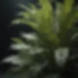 Exotic Striped Foliage Plant Close Up