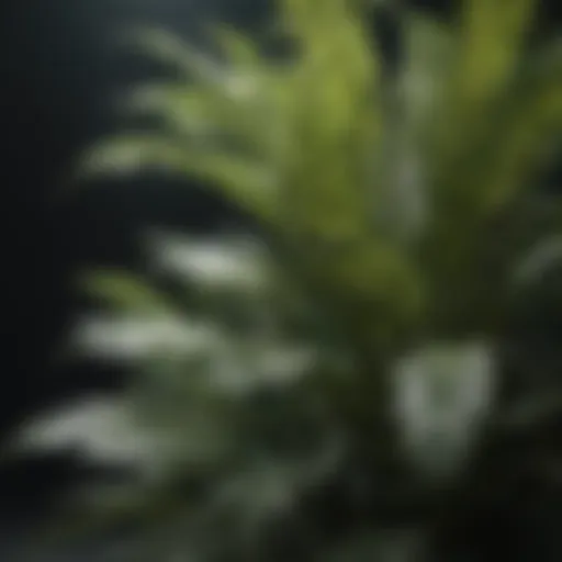 Exotic Striped Foliage Plant Close Up