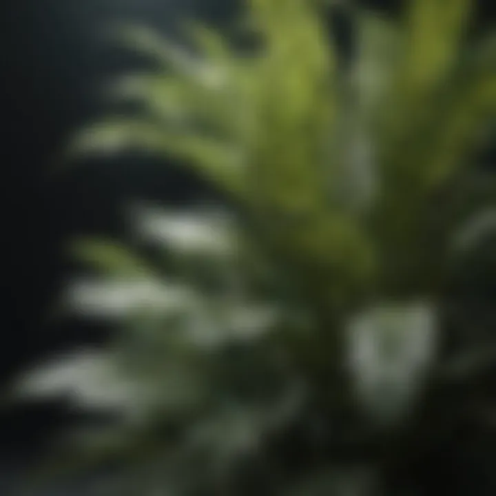 Exotic Striped Foliage Plant Close Up