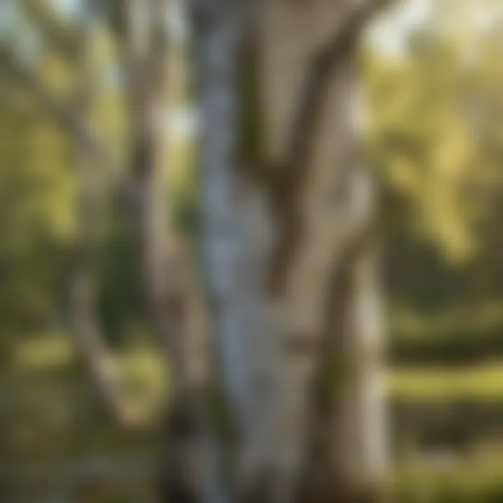 Stunning River Birch tree with peeling bark in an Alabama landscape