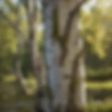 River Birch Elegance Stunning River Birch tree with peeling bark in an Alabama landscape