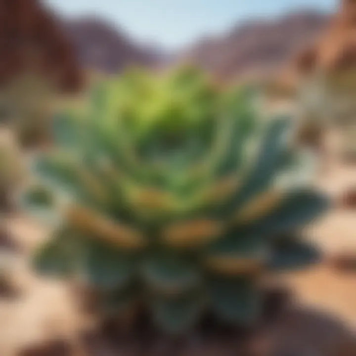 Succulent Desert Plant