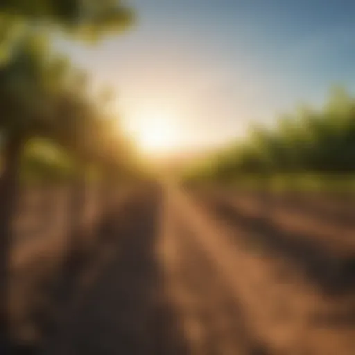 Sun-kissed vineyard at Sun Pacific Farming