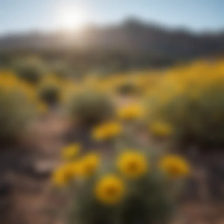 Sunburst Yellow Brittlebush in Arizona Landscape