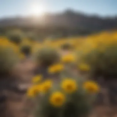 Sunburst Yellow Brittlebush in Arizona Landscape Sunburst Yellow Brittlebush in Arizona Landscape