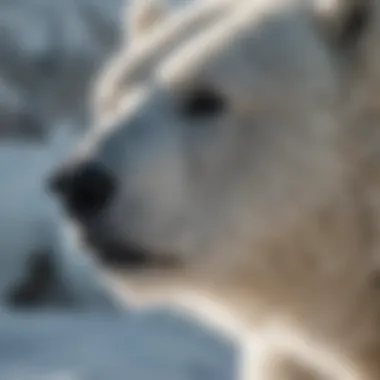 Sunlight Filtering Through Icy Fur of Polar Bear