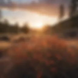 Sunset Glow on Colorado Native Bushes