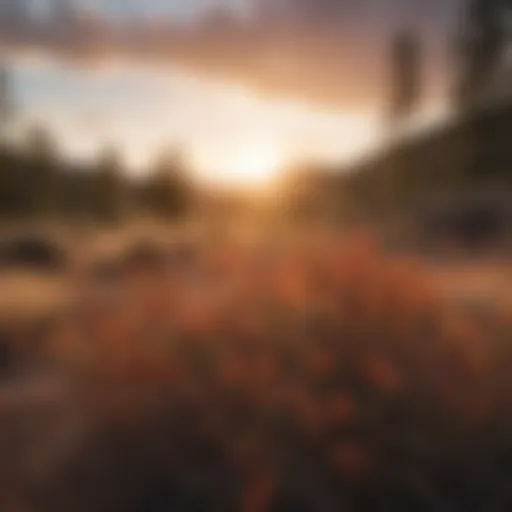 Sunset Glow on Colorado Native Bushes