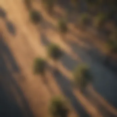An aerial view showcasing palm trees in their natural habitat.