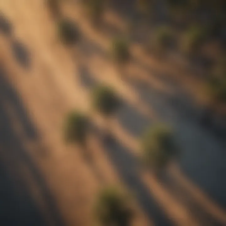 An aerial view showcasing palm trees in their natural habitat.