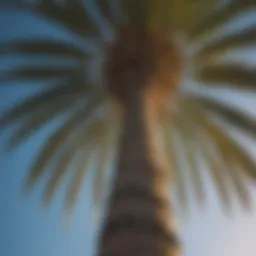 A majestic palm tree reaching towards the sky.