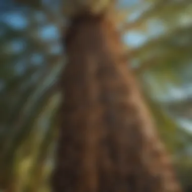 Close-up of the trunk and fronds of the tallest palm tree.