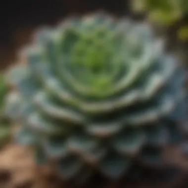 A close-up view showcasing the intricate details of various succulent species.