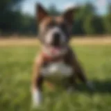 An American Staffordshire Terrier playing in a grassy field