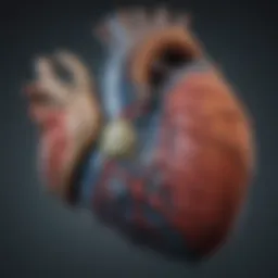 Detailed anatomical diagram of a blue whale's heart illustrating its unique features.