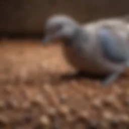 A close-up of various seeds suitable for doves.