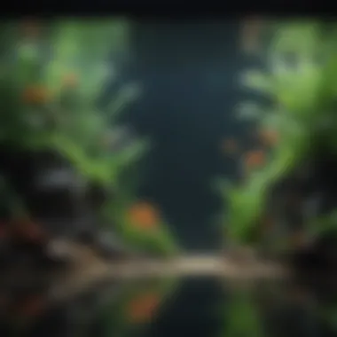Setting Up an Aquarium Environment An aquarium enthusiast setting up a balanced aquatic environment