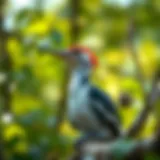 Ivory-Billed Woodpecker in Its Habitat The majestic ivory-billed woodpecker in its natural habitat
