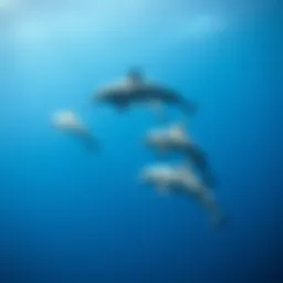 A pod of dolphins swimming gracefully in clear blue waters