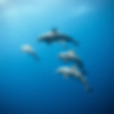 Dolphins in Their Natural Habitat A pod of dolphins swimming gracefully in clear blue waters