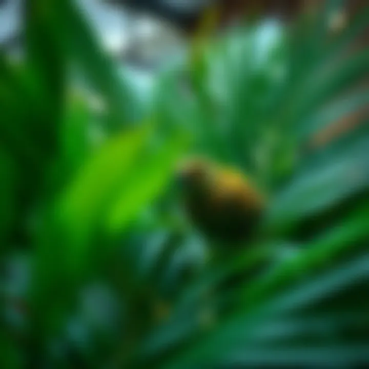 Optimal Lighting for Indoor Palms Ideal lighting setup for indoor palm plants
