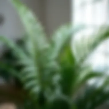Pest Control Strategies for Indoor Palms Effective pest management techniques for indoor plants