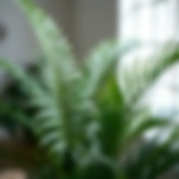 Pest Control Strategies for Indoor Palms Effective pest management techniques for indoor plants