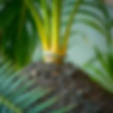 Nutrient-Rich Soil for Palm Plants Healthy soil mix for optimal growth of palm plants