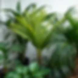 Various species of indoor palm plants arranged aesthetically