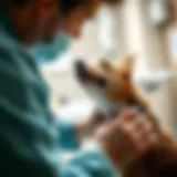A veterinarian examining a pet before spaying
