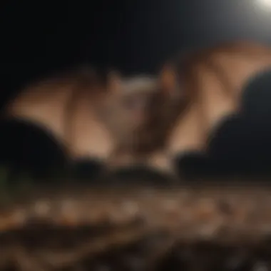 Nocturnal Feeding: Bats in Action Close-up of a bat feeding on insects under moonlight