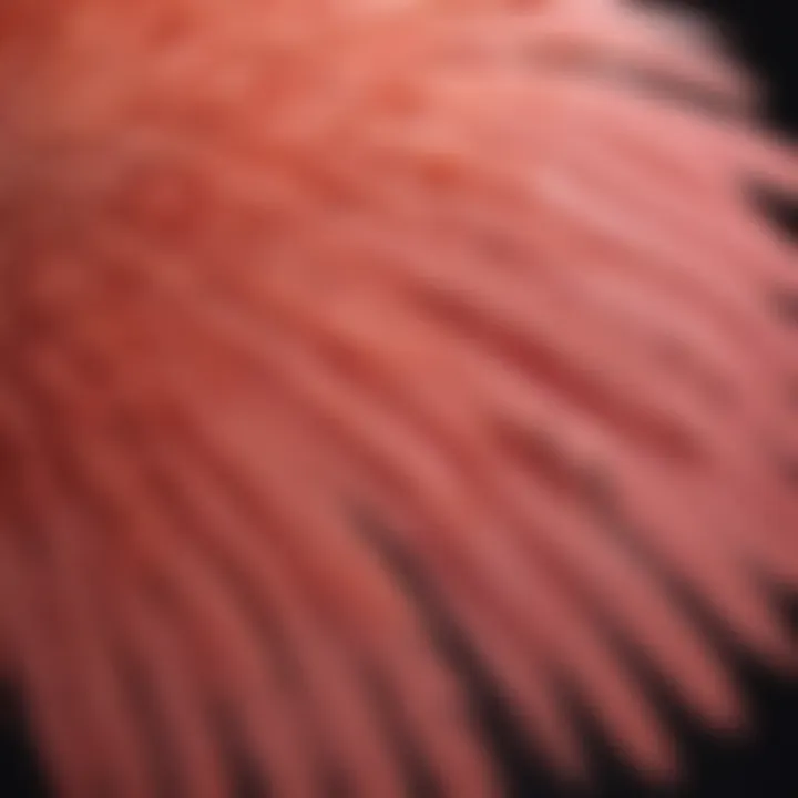 Close-up of flamingo wings showcasing their unique feathers