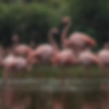 A flock of flamingos navigating through a wetland habitat