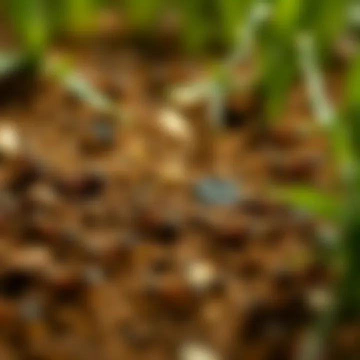 Ant Trail Discovery Illustration of an ant trail leading to a cornstarch bait