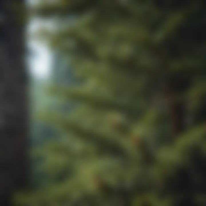 Close-up of a thriving evergreen tree showcasing its vibrant foliage