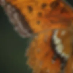 Close-up view of a fritillary butterfly showcasing its intricate wing patterns