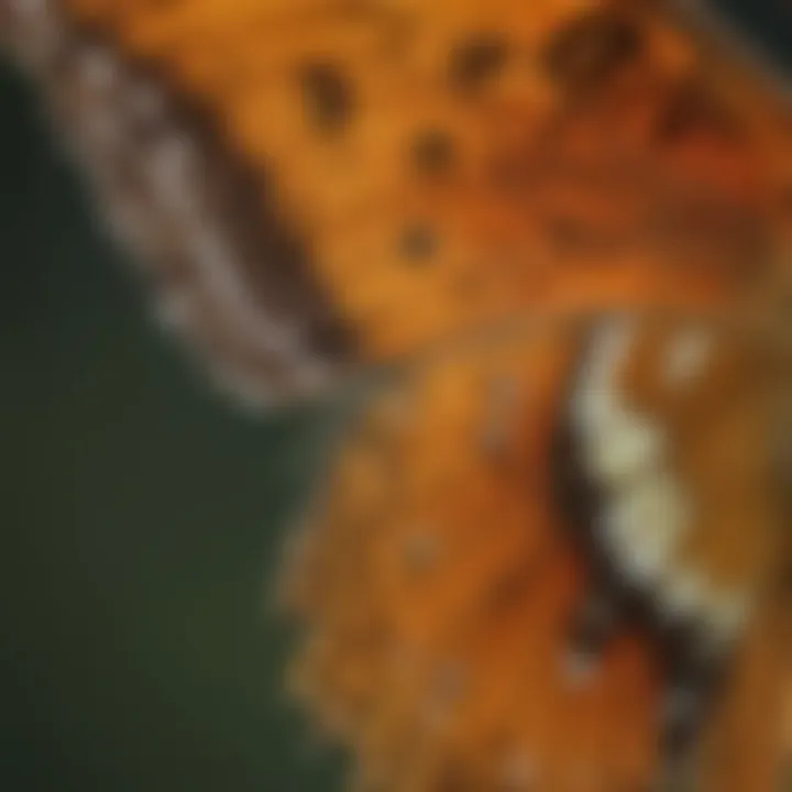 Close-up view of a fritillary butterfly showcasing its intricate wing patterns