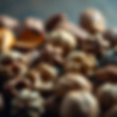 A close-up view of various nuts that are toxic to dogs