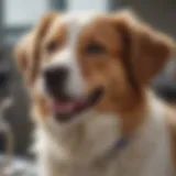 A happy dog with a vet checkup