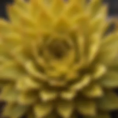 Close-up of a yellow succulent with unique leaf patterns