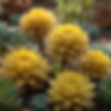 An array of different yellow succulent species in a garden setting