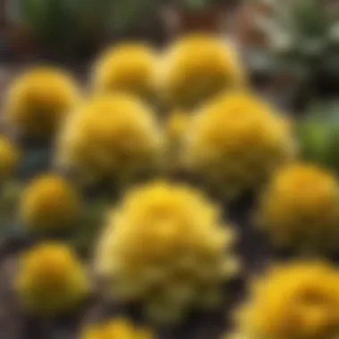 Vibrant yellow succulent plants grouped together in a sunny garden