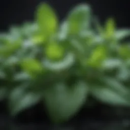 A close-up of fresh mint leaves showcasing their vibrant color and texture