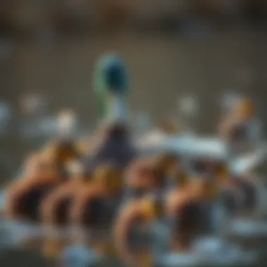 Mallard hen with ducklings